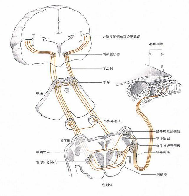 聴覚神経と脳までの伝達経路図