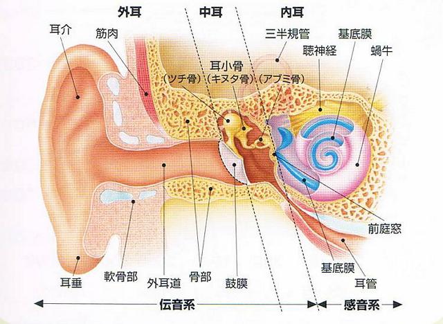 耳介から蝸牛までの図